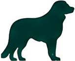 Perro